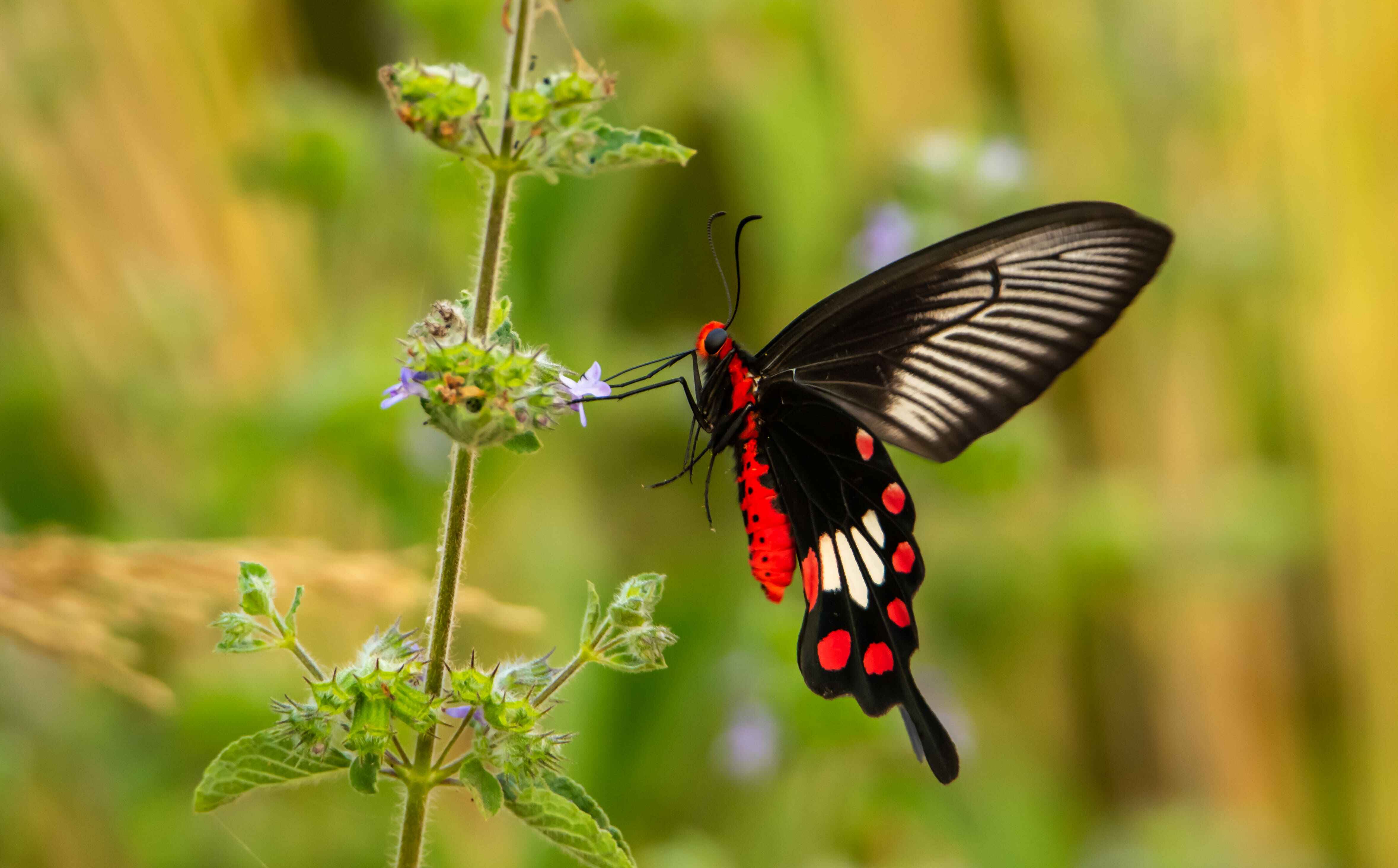 Common Rose